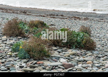 Wild verklumpen Der Krautigen ausdauerndes Gemüse, Sea Kale, wächst an der Kiesstrand im Westen von Walney Island in Cumbria, England, UK. Stockfoto