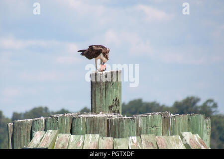 Osprey (Begriffsklärung) Essen einen Fisch auf einem pilon entlang der James River in der Nähe des Jamestown-Scotland Fähre, Virginia. Stockfoto