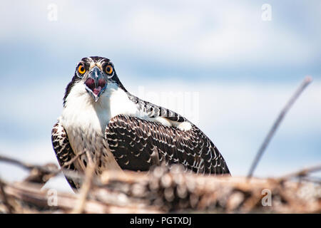 Osprey (Begriffsklärung) in seinem Nest entlang der James River in der Nähe des Jamestown-Scotland Fähre, Virginia Stockfoto