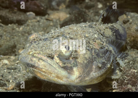 Plainfin midshipman, Porichthys notatus, Howe Sound, Britisch-Kolumbien, Pazifik Stockfoto