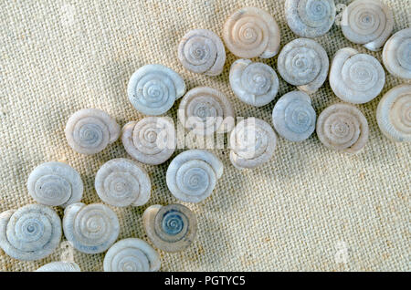 Kleines Schneckenhaus Anordnung auf khaki Stoff, Nahaufnahme/Makro geschossen, Hintergrund. Foto 5. Stockfoto