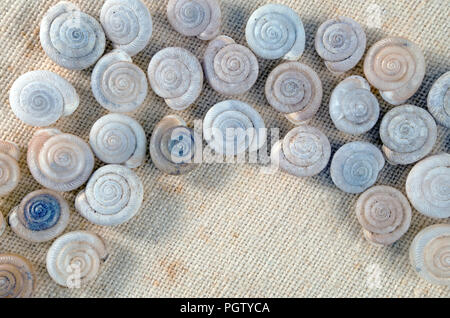 Kleines Schneckenhaus Anordnung auf khaki Stoff, Nahaufnahme/Makro geschossen, Hintergrund. Foto 6. Stockfoto