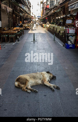 ISTANBUL, Türkei - 27 Dezember, 2015: Strau Hund schlafen und in ein Nickerchen mitten in der Fußgängerzone von den asiatischen Stadtteil Kadikoy, in Ist Stockfoto