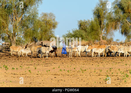 FERLO WÜSTE, SENEGAL - Apr 25, 2017: Unbekannter Fulani junge Schürfwunden Kühe. Fulanis (peul) sind die größten Stamm in Westafrikanischen Savannen Stockfoto