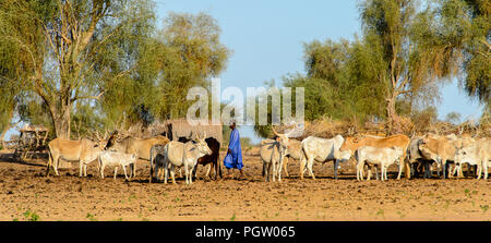 FERLO WÜSTE, SENEGAL - Apr 25, 2017: Unbekannter Fulani junge Schürfwunden Kühe. Fulanis (peul) sind die größten Stamm in Westafrikanischen Savannen Stockfoto