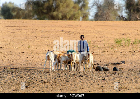 FERLO WÜSTE, SENEGAL - Apr 25, 2017: Unbekannter Fulani junge Schürfwunden Kühe. Fulanis (peul) sind die größten Stamm in Westafrikanischen Savannen Stockfoto