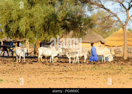 FERLO WÜSTE, SENEGAL - Apr 25, 2017: Unbekannter Fulani junge Schürfwunden Kühe. Fulanis (peul) sind die größten Stamm in Westafrikanischen Savannen Stockfoto