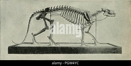 "Ein Führer zu den fossilen Säugetieren und Vögeln in der Abteilung für Geologie und palontology im British Museum (Natural History)... Mit 6 Platten und 88 Text-Zahlen" (1909) Stockfoto