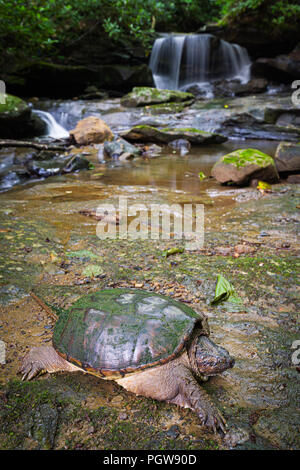 Eine große snapping Turtle gesehen wird ruhen unter Wasser, Foto geschossen innerhalb der New River Gorge von West Virginia. Stockfoto