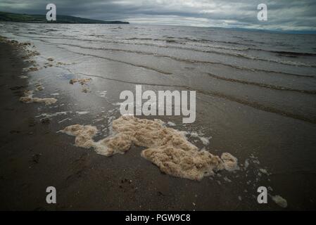 Sea Foam im Wasser an einem Sandstrand in Großbritannien, Sea Foam ist auch als Ozean Schaum, Schaum und Gischt bekannt. Stockfoto