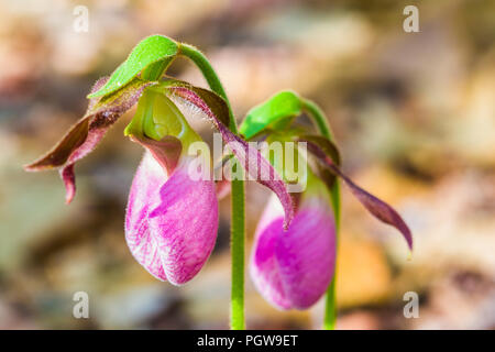 Eine Nahaufnahme von zwei pink lady Hausschuhe, ein wildflower in der New River Gorge in West Virginia gefunden. Stockfoto