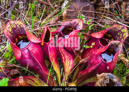 Nahaufnahme der fleischfressenden Krug Pflanzen im Moor der Cranberry Lichtungen Gegend in West Virginia gefunden. Stockfoto