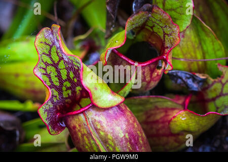 Nahaufnahme der fleischfressenden Krug Pflanzen im Moor der Cranberry Lichtungen Gegend in West Virginia gefunden. Stockfoto