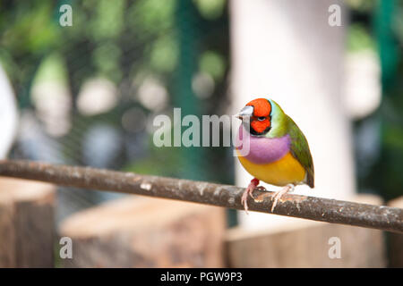 Die Gouldian Finch oder Erythrura gouldiae, männlich, aka der Lady Gouldian Finch, Goulds Finch oder der Regenbogen finch Stockfoto