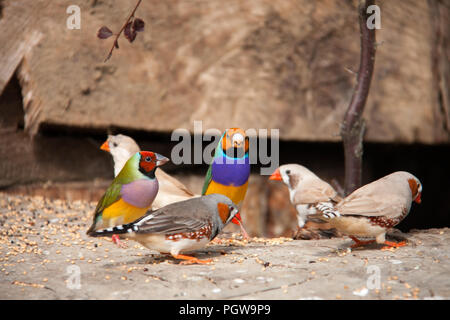 Die Gouldian Finch oder Erythrura gouldiae, männlich, aka der Lady Gouldian Finch, Goulds Finch oder der Regenbogen finch Stockfoto