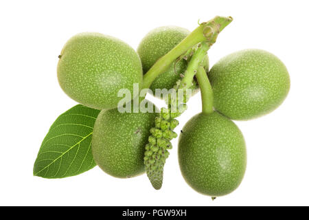 Grüne Walnuß und Blume auf weißem Hintergrund Stockfoto