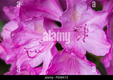 Close up full frame geschossen von rosa Rhododendron Blumen in voller Blüte. Stockfoto