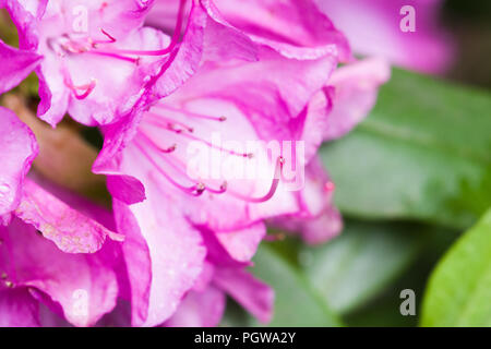 Close up full frame geschossen von rosa Rhododendron Blumen in voller Blüte. Stockfoto
