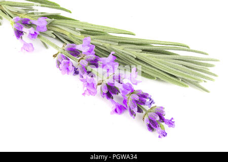 Twig von Lavendel mit Blatt auf weißem Hintergrund Stockfoto