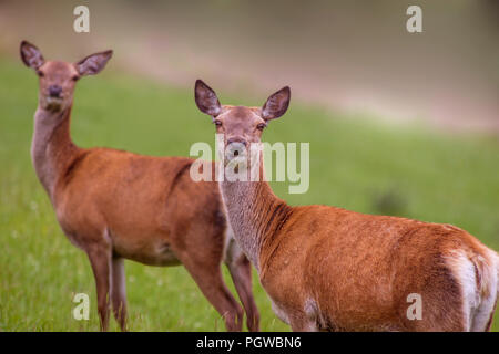 Zwei weibliche Europäische Reh, Hyla arborea, in die Kamera starrt Stockfoto