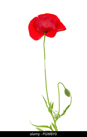rote Mohnblume isoliert auf weißem Hintergrund Stockfoto