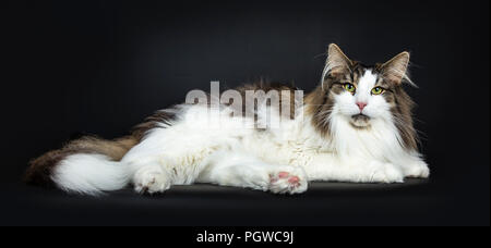 Schön faul schwarz gestromt mit Weiß Norwegische Waldkatze zur Seite Wege stolz direkt am Objektiv, auf schwarzem Hintergrund Stockfoto