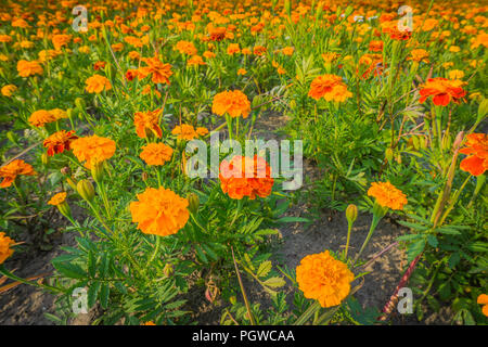 Grosses Feld von Orange und Rot ringelblume Blumen in Nahaufnahme Stockfoto
