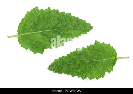 Salbeiblätter oder Salvia officinalis auf weißem Hintergrund Stockfoto