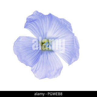Flachs Blumen auf weißem Hintergrund Makro isoliert Stockfoto