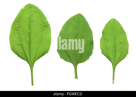 Frische wegerich Blätter auf weißem Hintergrund Stockfoto