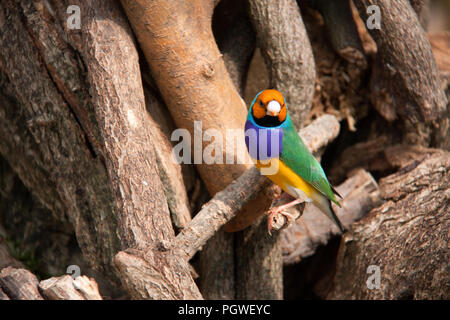 Die Gouldian Finch oder Erythrura gouldiae, männlich, aka der Lady Gouldian Finch, Goulds Finch oder der Regenbogen finch Stockfoto