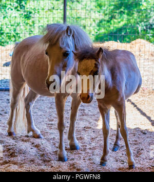 Miniaturpferd und ihr Fohlen Stockfoto