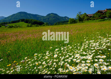 Blumenwiesen mit Gänseblümchen in Obergschwend, Ruhpolding, mit Unternberg, Chiemgau, Oberbayern, Bayern, Deutschland Stockfoto
