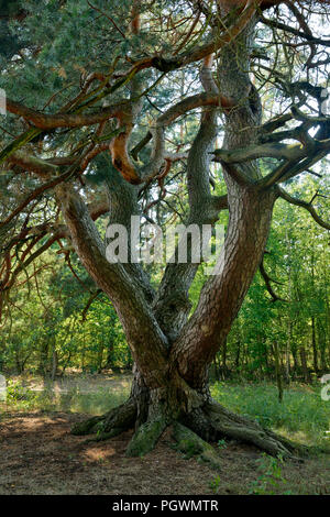 Die Malerkiefer, vier - aufgehaltene freistehende Gemeine Kiefer (Pinus sylvestris), Naturdenkmal, Storkow, Brandenburg, Deutschland Stockfoto