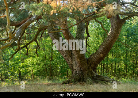 Die Malerkiefer, vier - aufgehaltene freistehende Gemeine Kiefer (Pinus sylvestris), Naturdenkmal, Storkow, Brandenburg, Deutschland Stockfoto