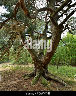 Die Malerkiefer, vier - aufgehaltene freistehende Gemeine Kiefer (Pinus sylvestris), Naturdenkmal, Storkow, Brandenburg, Deutschland Stockfoto