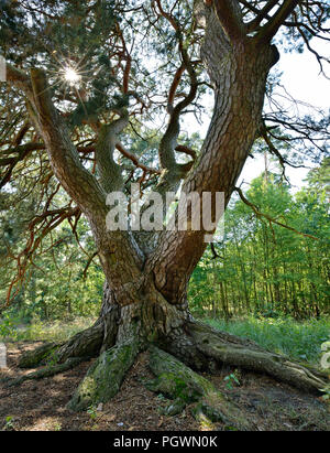 Sonnenstrahlen durch die Malerkiefer, vier - Kostenlose stammte - ständigen Gemeine Kiefer (Pinus sylvestris), Naturdenkmal, Storkow Stockfoto