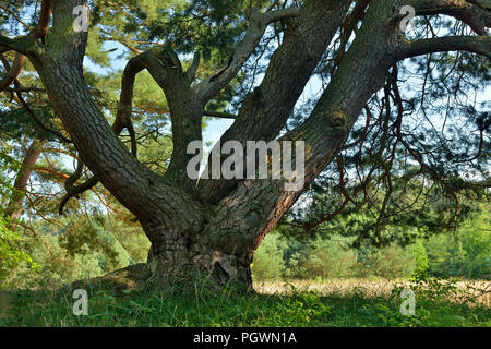 Die Malerkiefer, vier - aufgehaltene freistehende Gemeine Kiefer (Pinus sylvestris), Naturdenkmal, Storkow, Brandenburg, Deutschland Stockfoto