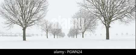 Snowy Linden Avenue im Winter Landschaft, in Freyburg, Sachsen-Anhalt, Deutschland Stockfoto