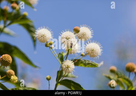 Buttonbush, aka Gemeinsame buttonbush, Willow, Honig - Glocken (Cephalanthus occidentalis), in voller Blüte - Kalifornien USA Stockfoto