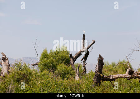 Große Reiher (Ardea alba) auf Baumstämmen in San Joaquin River National Wildlife Refuge ruhend, zentralen Kalifornien USA Stockfoto