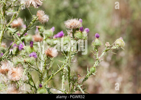 Baumwolle Thistle, aka Scotch Thistle, Wolly Thistle, geflügelte Distel, Jackass Distel, heraldische Thistle (Onopordum acanthium), Werk-Kalifornien USA Stockfoto