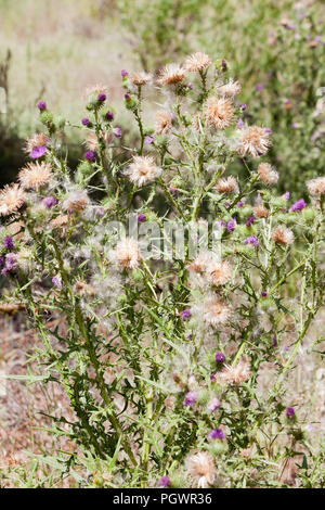 Baumwolle Thistle, aka Scotch Thistle, Wolly Thistle, geflügelte Distel, Jackass Distel, heraldische Thistle (Onopordum acanthium), Werk-Kalifornien USA Stockfoto