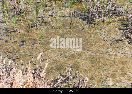 Algenblüte im Teich (Algen Wachstum) - Kalifornien USA Stockfoto