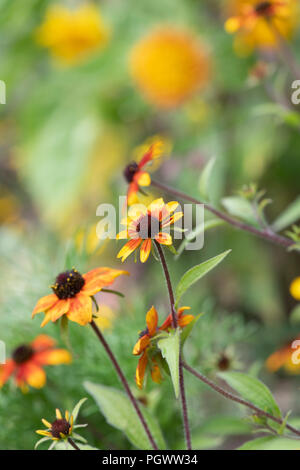 Rudbeckia Triloba 'Prairie glow' Blumen. Prairie Glow Brown-Eyed Susan. Coneflower Stockfoto