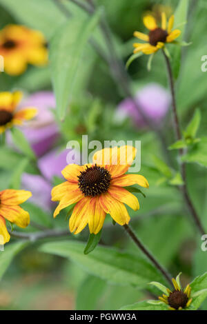 Rudbeckia Triloba 'Prairie glow' Blumen. Prairie Glow Brown-Eyed Susan. Coneflower Stockfoto