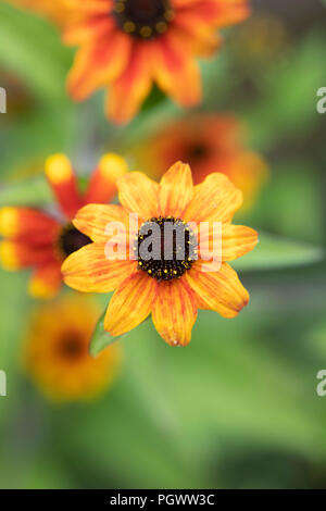 Rudbeckia Triloba 'Prairie glow' Blumen. Prairie Glow Brown-Eyed Susan. Coneflower Stockfoto