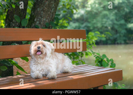 Süße kleine Havaneser Bichon Hund, mit seiner Zunge heraus und sitzt auf einer Holzbank in der Natur suchen, entspannend, an einem sonnigen Tag im Sommer. Stockfoto