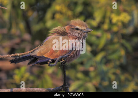 Violette Walze Stockfoto