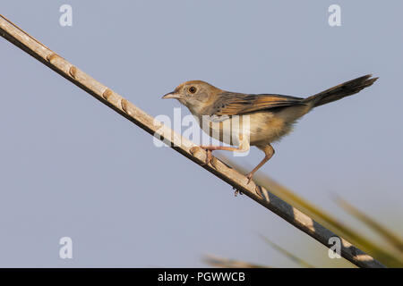 Luapula cisticola Stockfoto